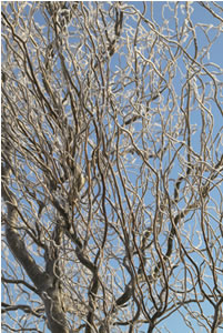 Salix, actuele plant januari