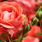tuinplant_vd_maand_mei_rozen